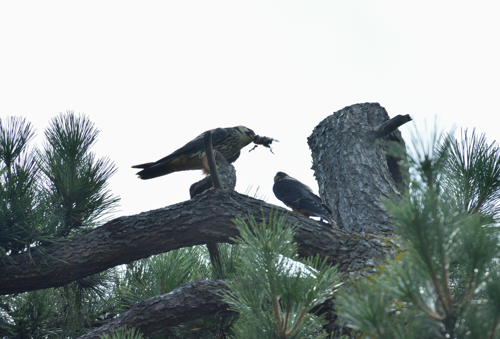 DSC_3686_00048