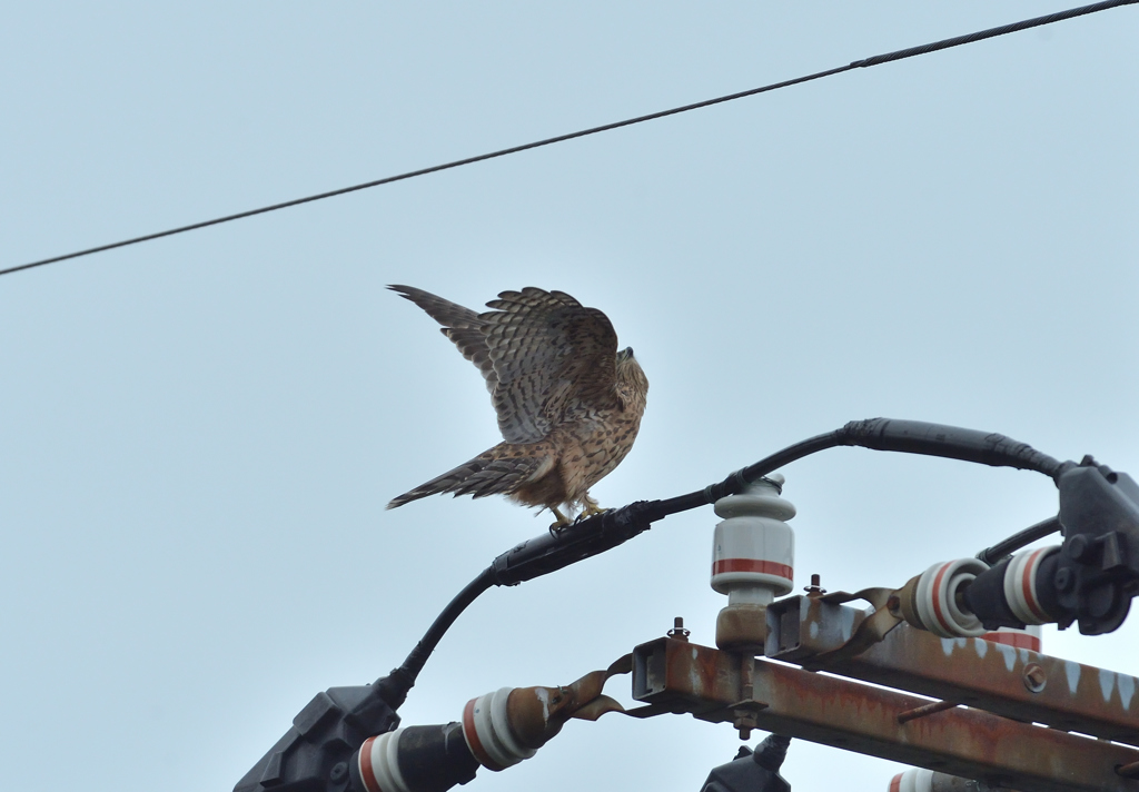 DSC_9341_00040