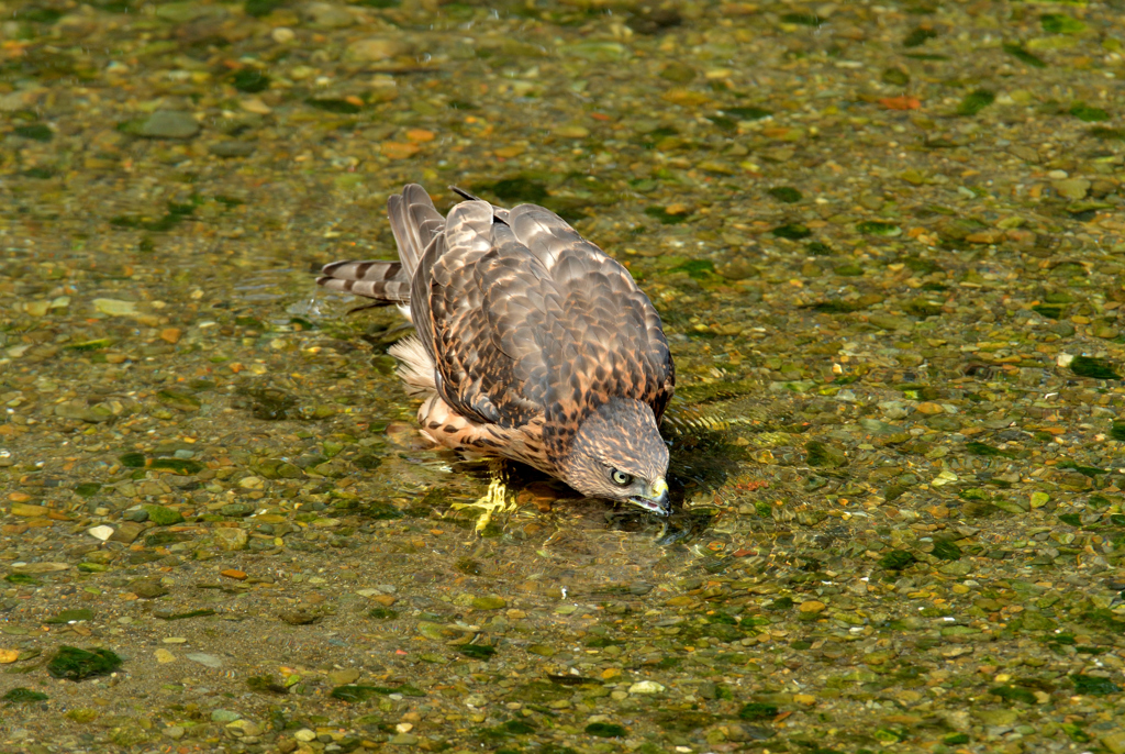 DSC_0689_00010