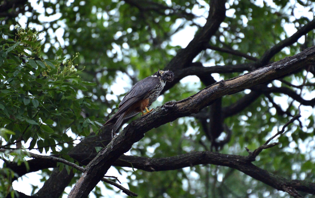 DSC_0195_00009