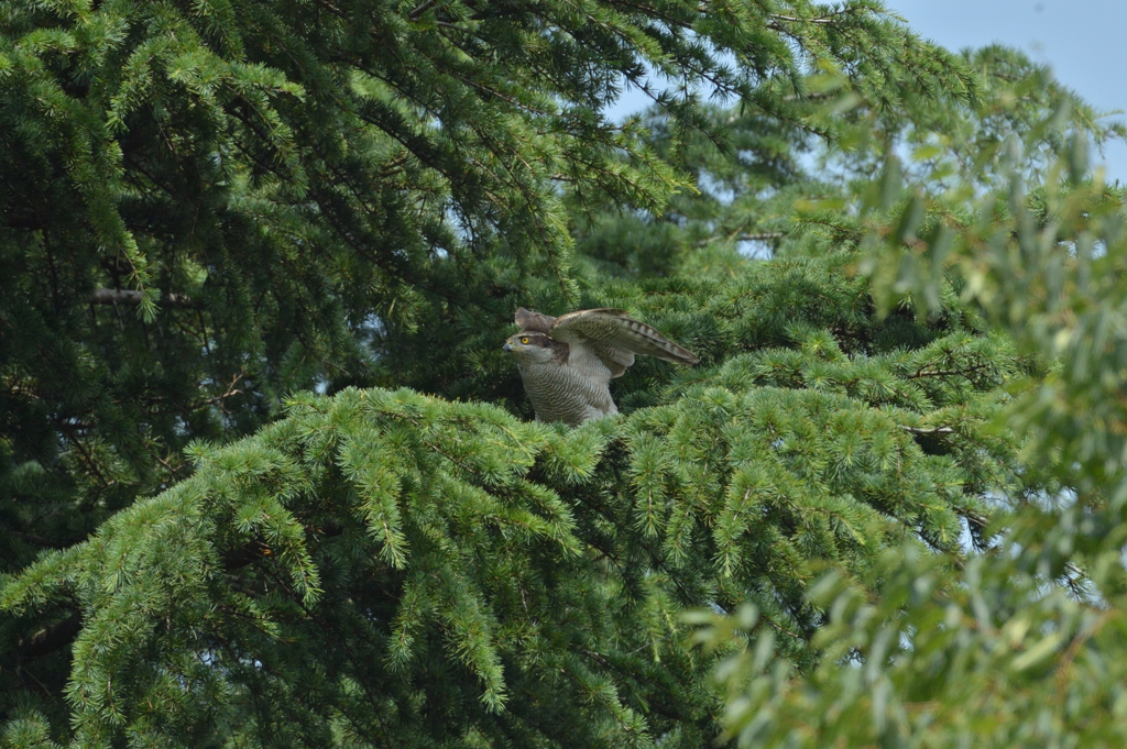 DSC_0592_00028