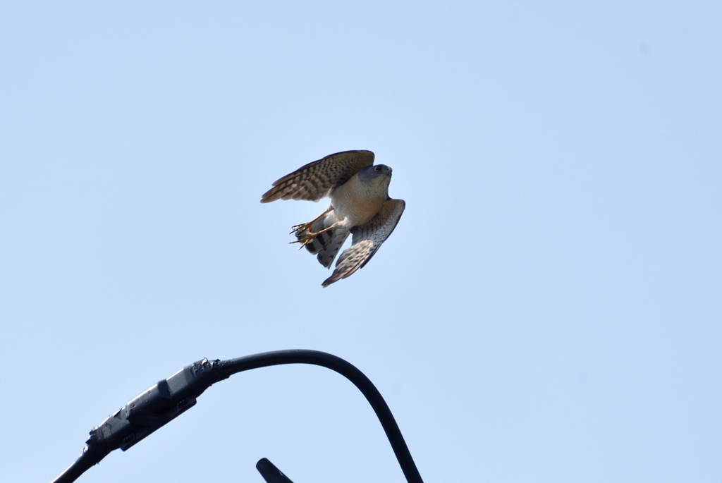 DSC_7048_00019