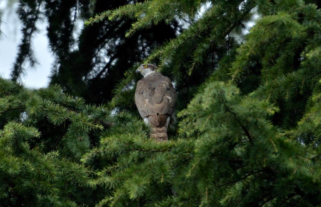 DSC_6628_00018