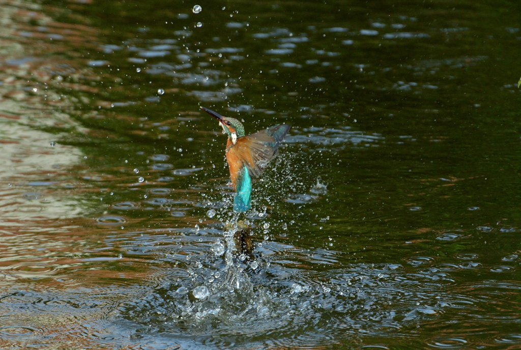 DSC_4104_00016