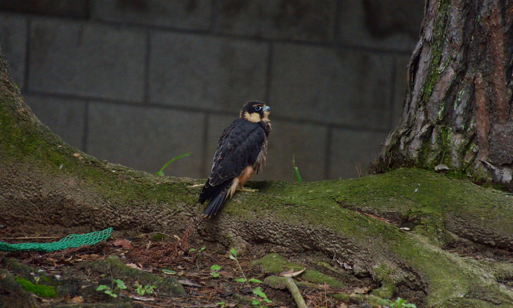 DSC_0040_00004