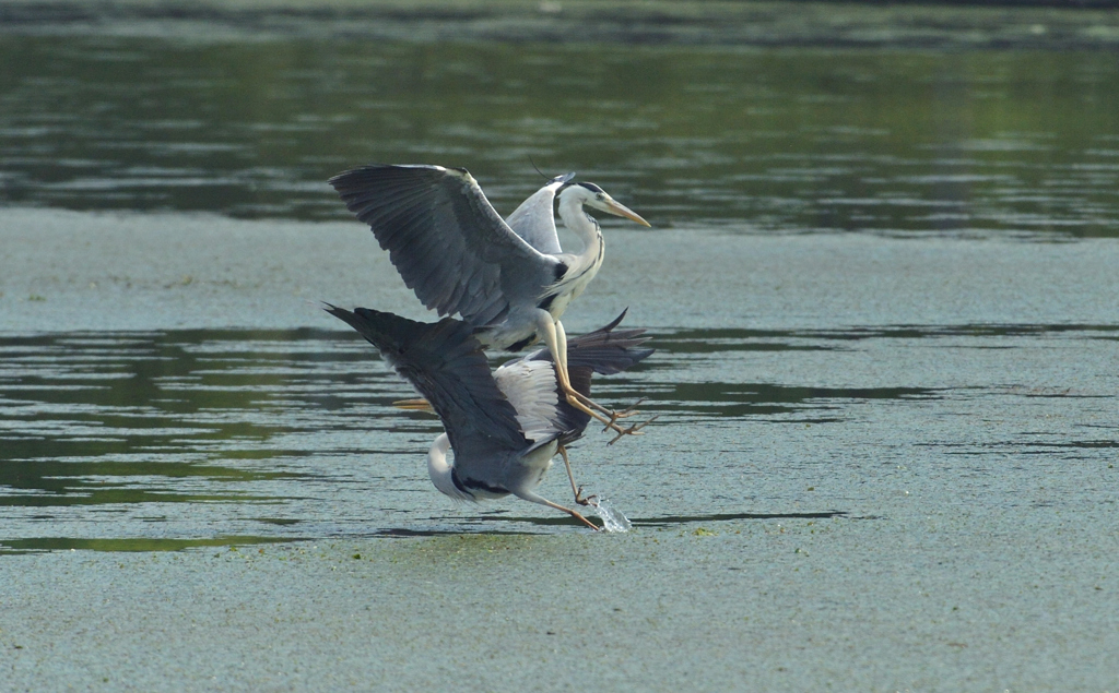 DSC_0810_00008