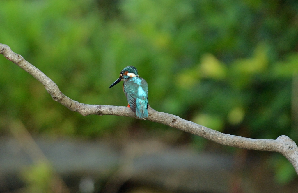 DSC_3940_00006