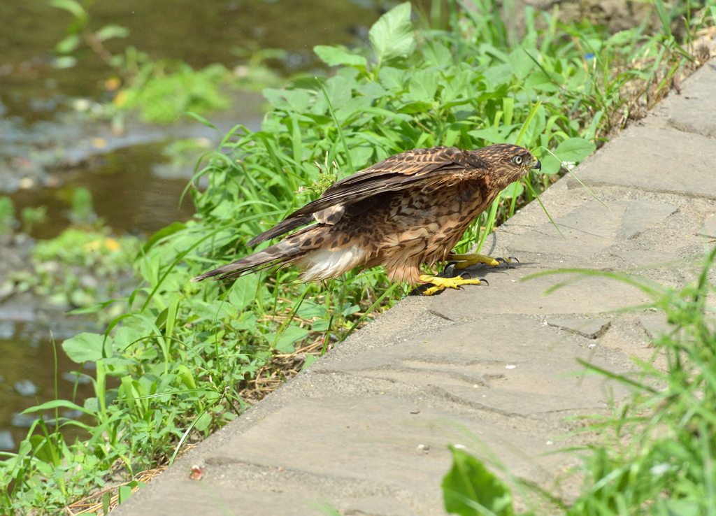 DSC_1359_00015