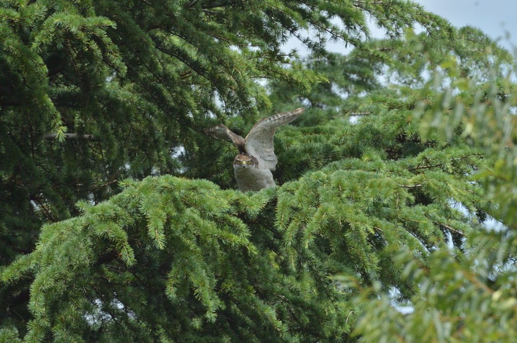 DSC_0555_00023