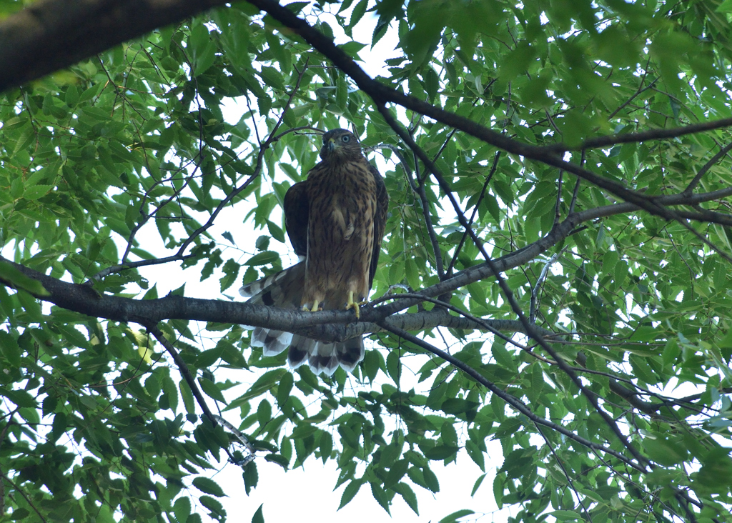 DSC_3610_00061