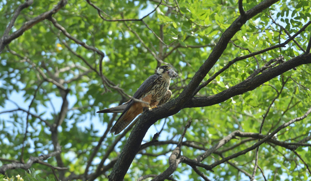 DSC_3603_00040