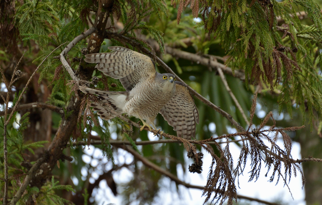 DSC_5181_00023