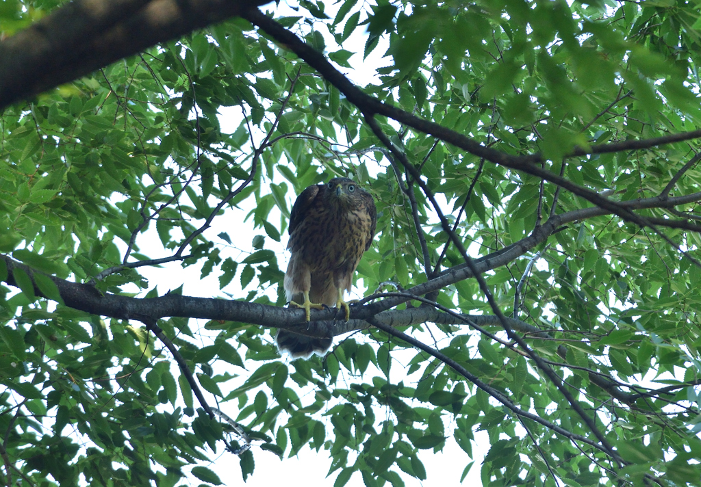 DSC_3639_00067