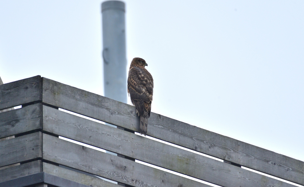 DSC_5958_00054