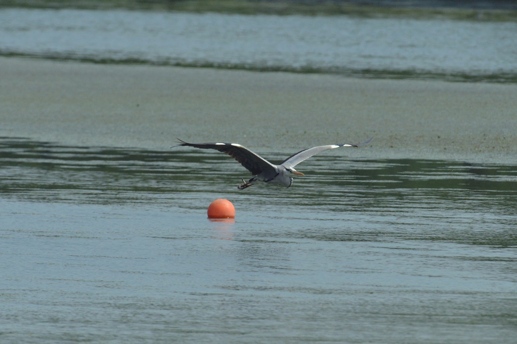DSC_0696_00001