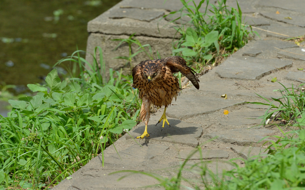 DSC_1398_00028