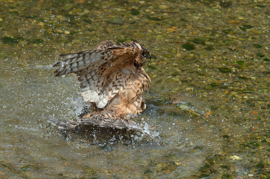 DSC_1047_00001