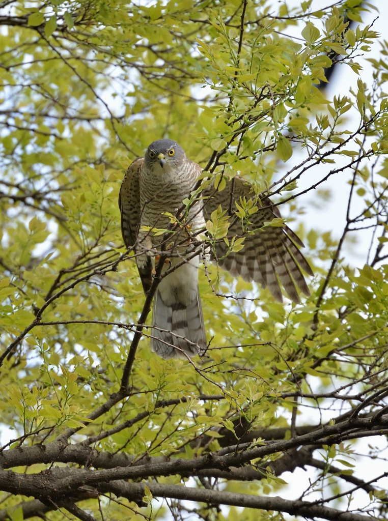 DSC_9237_00057