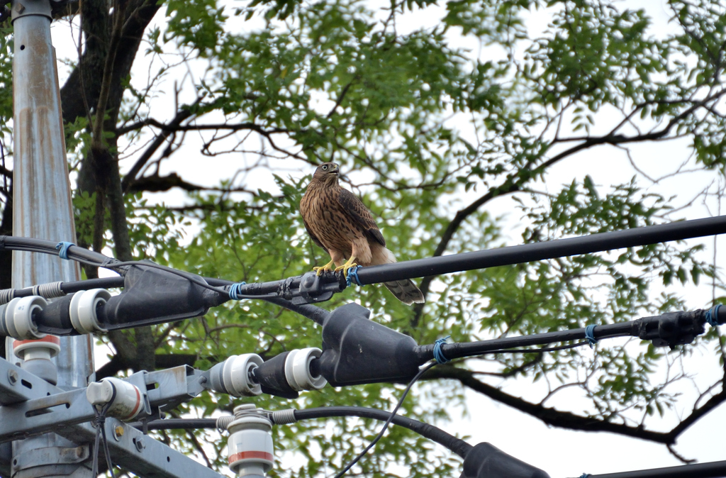 DSC_7995_00032