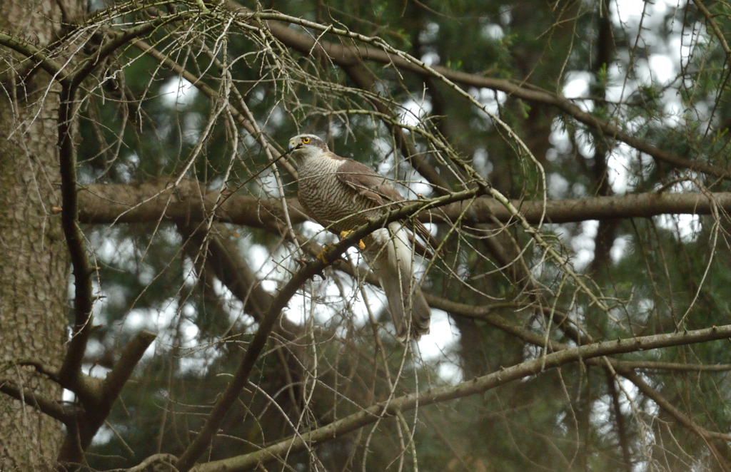 DSC_6721_00020