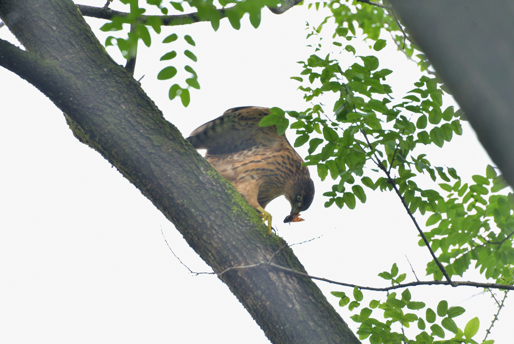 DSC_6154_00064