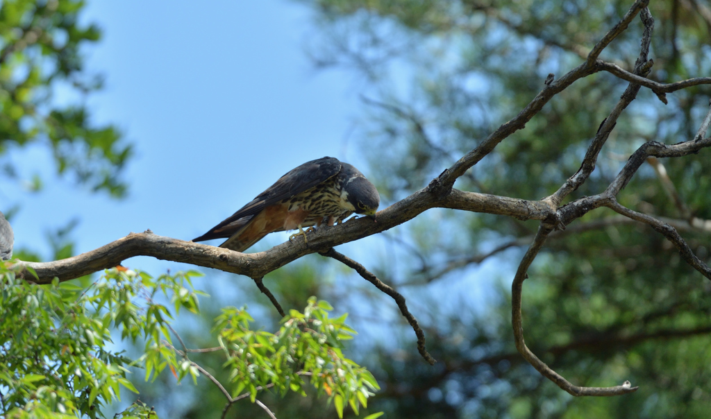 DSC_5620_00061