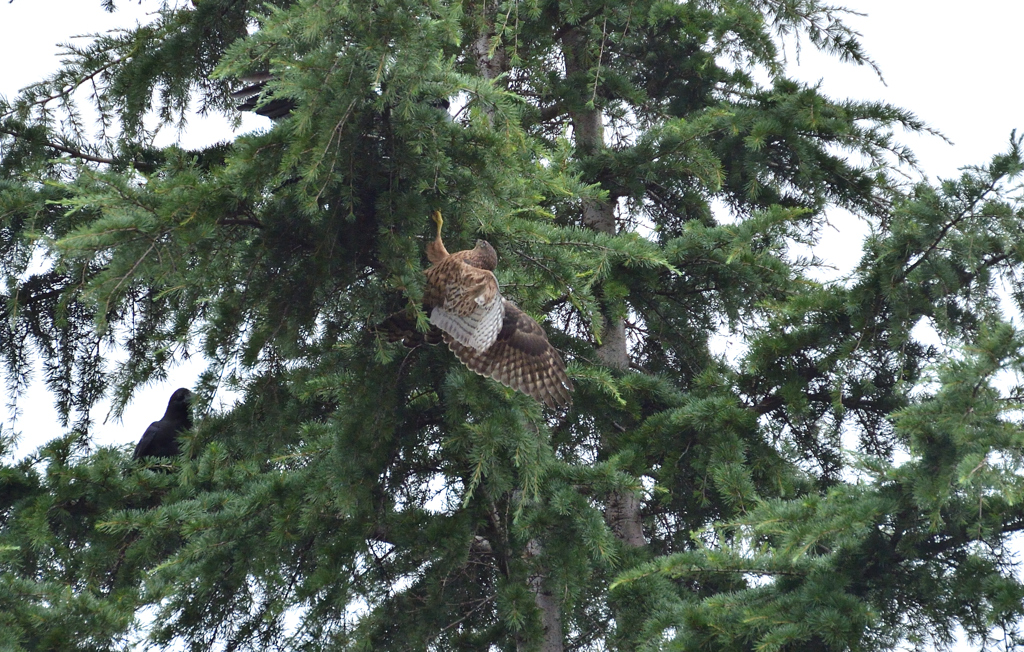 DSC_8445_00032