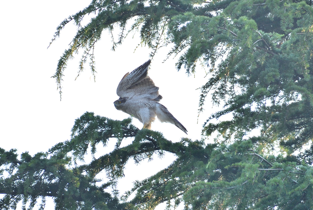 DSC_0900_00001