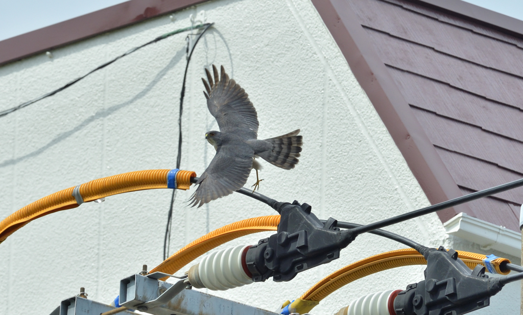 DSC_7164_00039