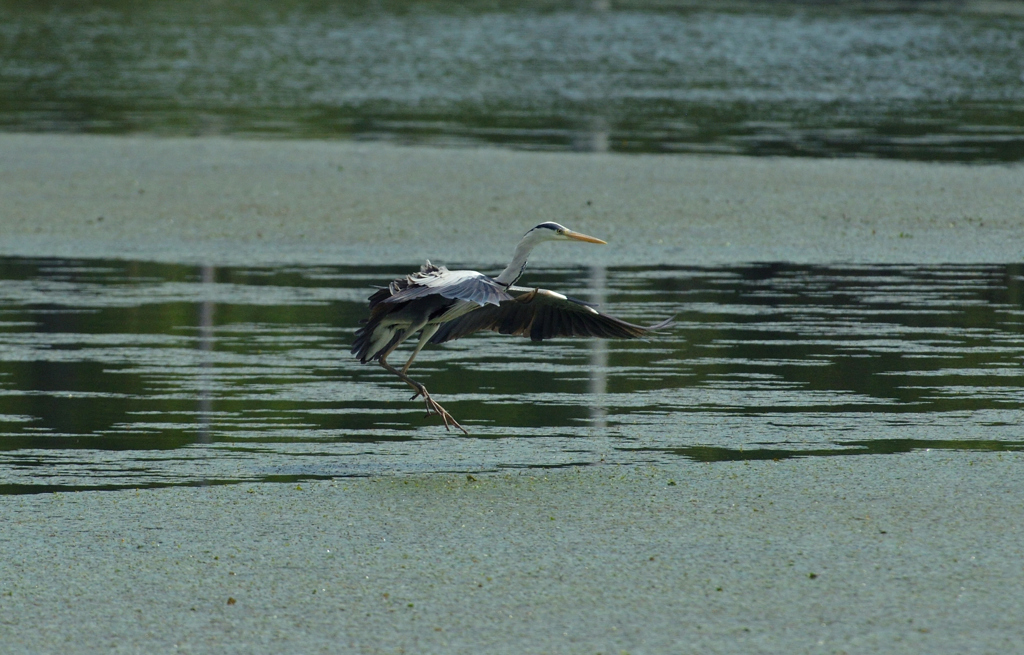 DSC_0734_00004