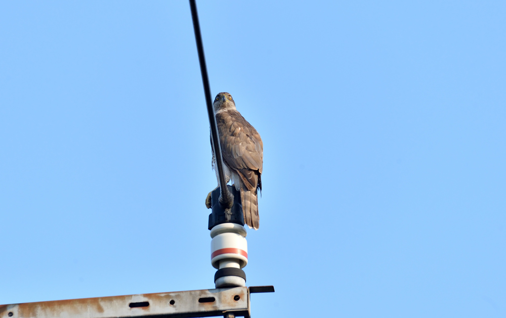DSC_1291_00019