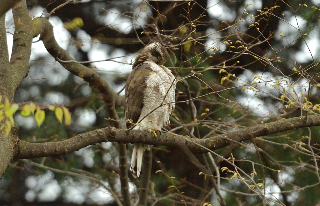 DSC_6928_00022