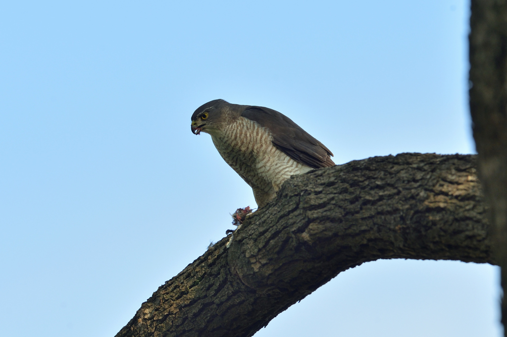 DSC_6081_00034