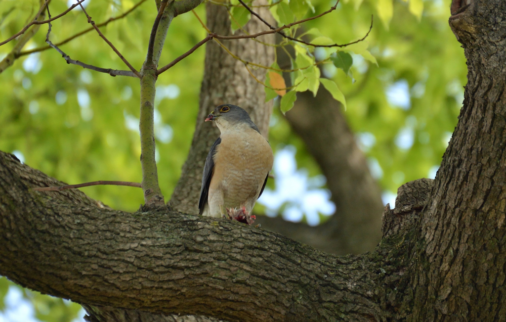 DSC_4788_00012