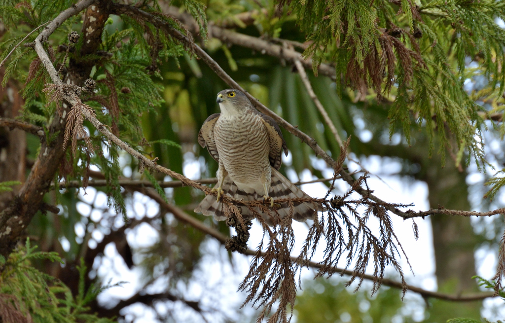 DSC_5215_00024