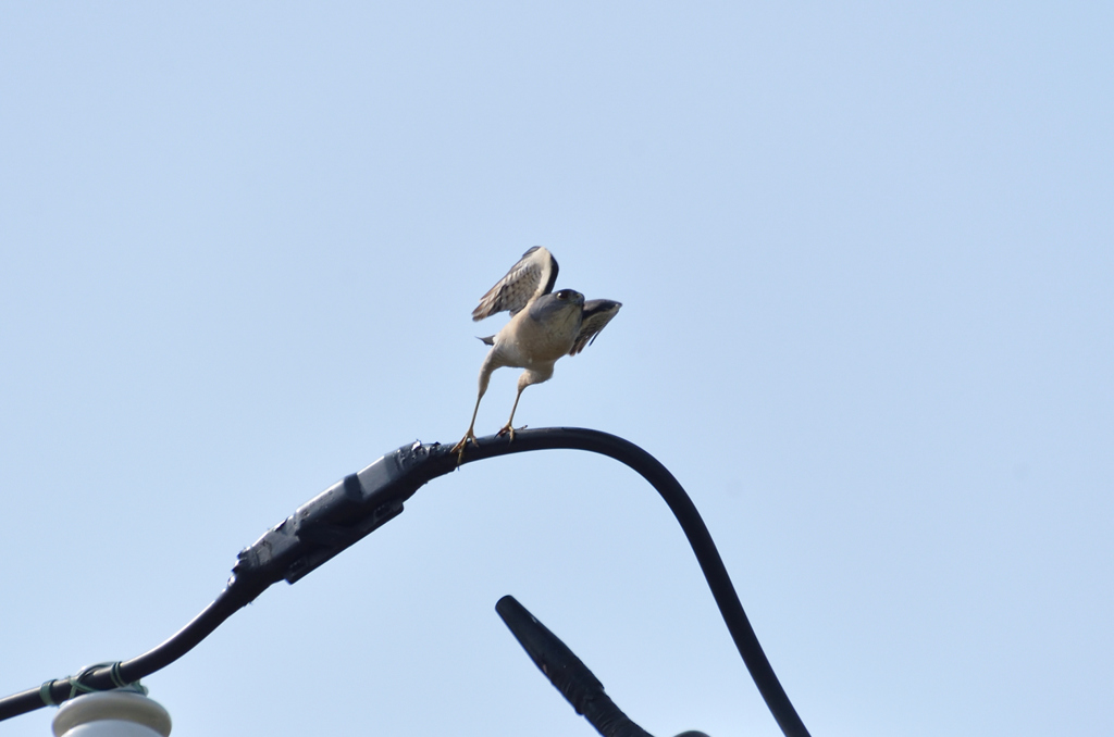 DSC_7047_00018