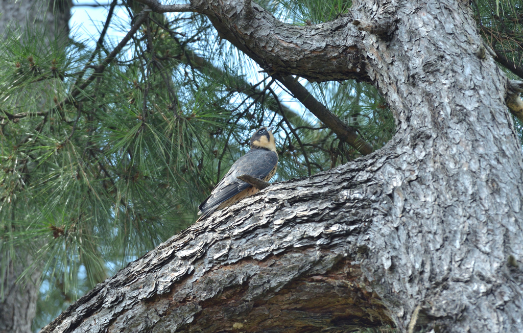 DSC_4475_00052