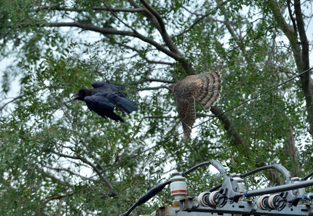 DSC_9850_00050