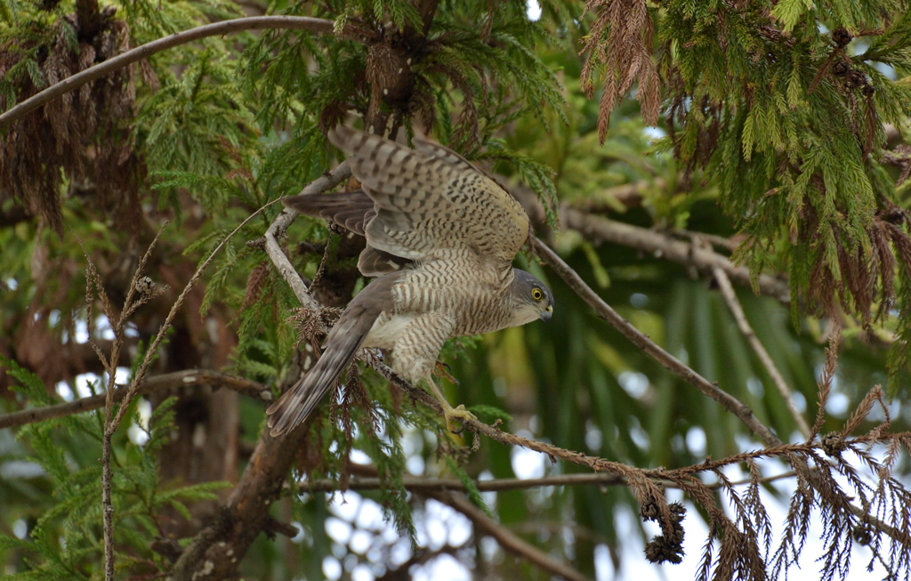 DSC_5170_00020
