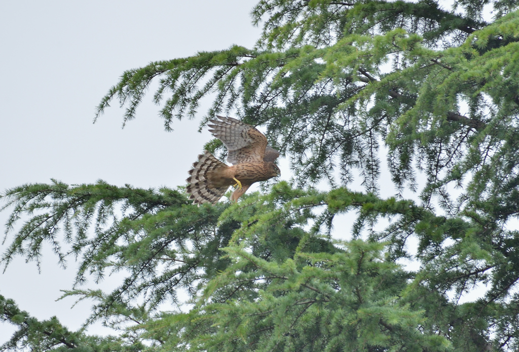 DSC_6530_00076
