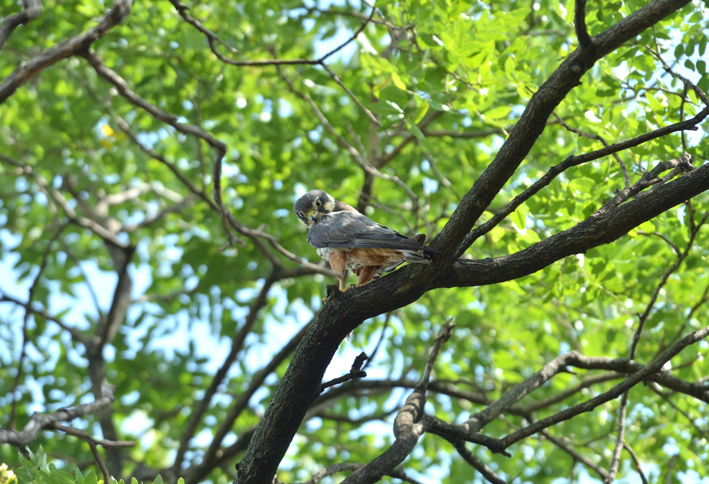DSC_3496_00033