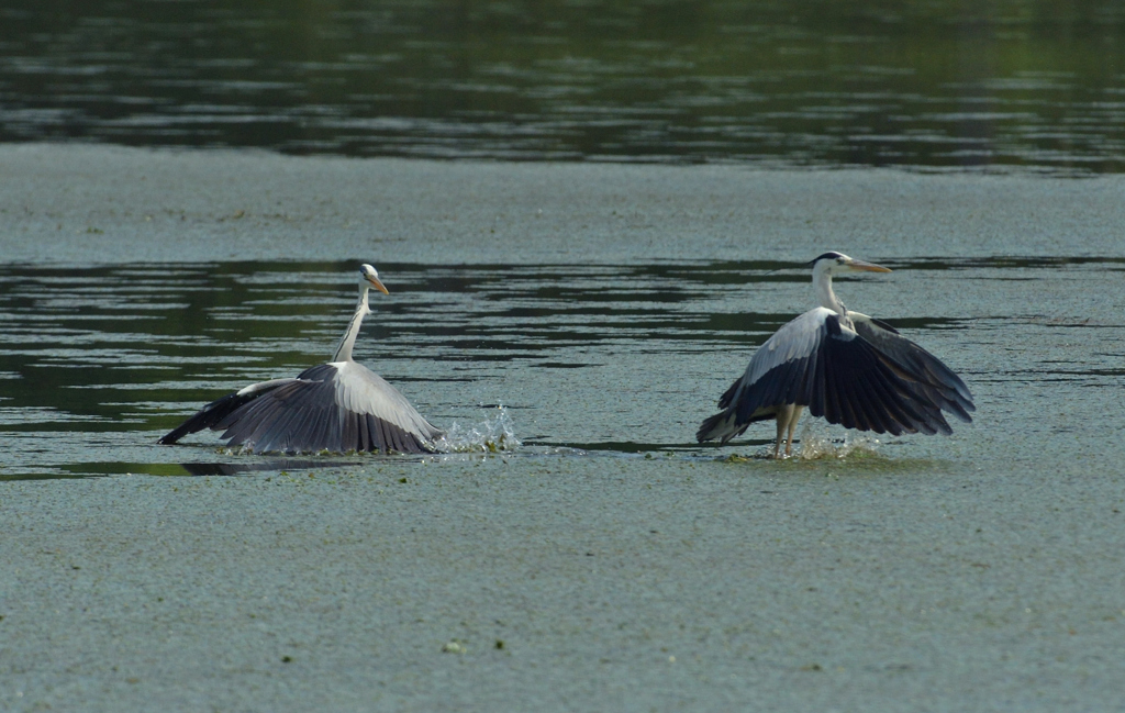 DSC_0813_00011