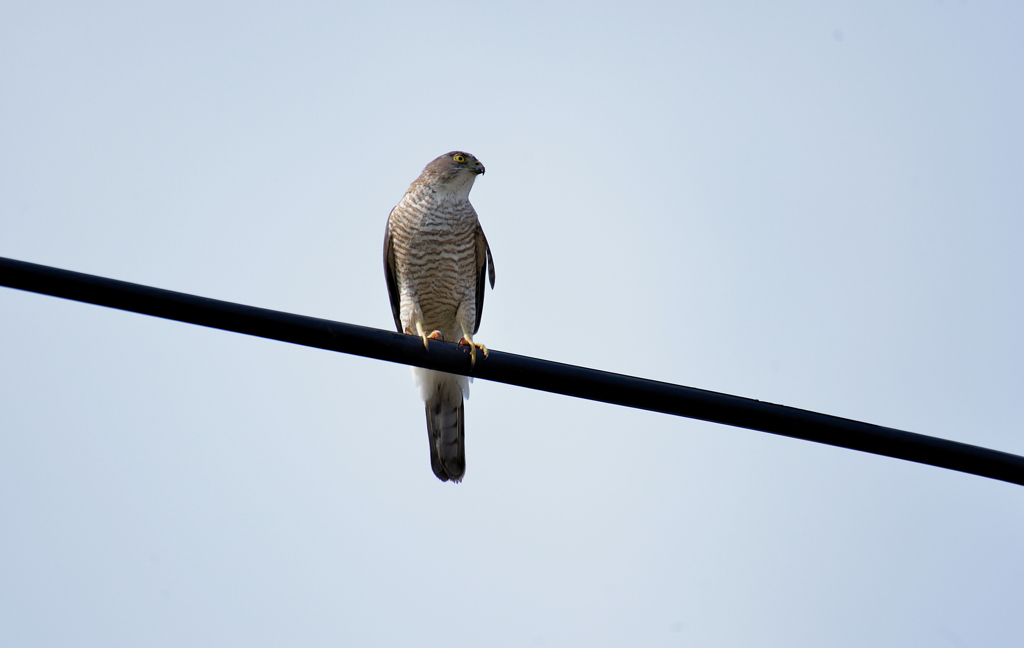 DSC_6894_00017