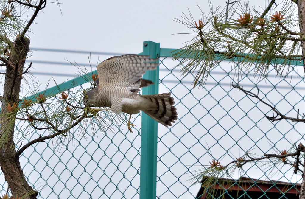 DSC_2035_00035