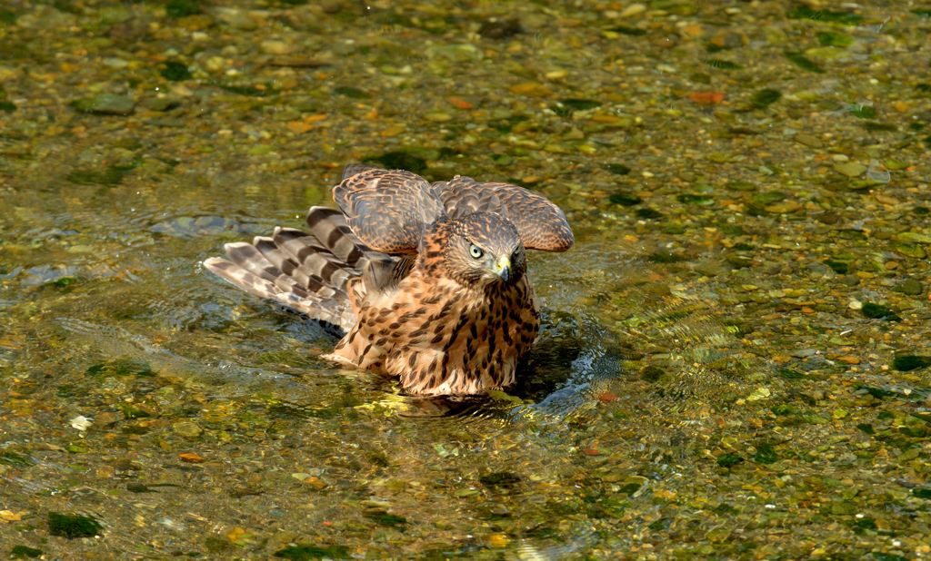 DSC_0758_00012