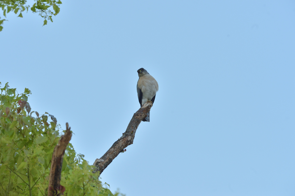 DSC_6676_00036