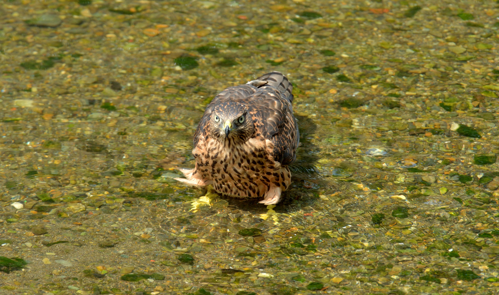 DSC_0639_00008
