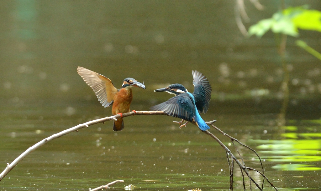 DSC_3226_00036
