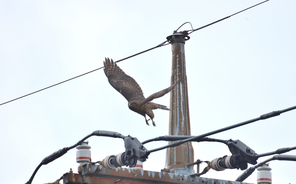 DSC_6347_00069