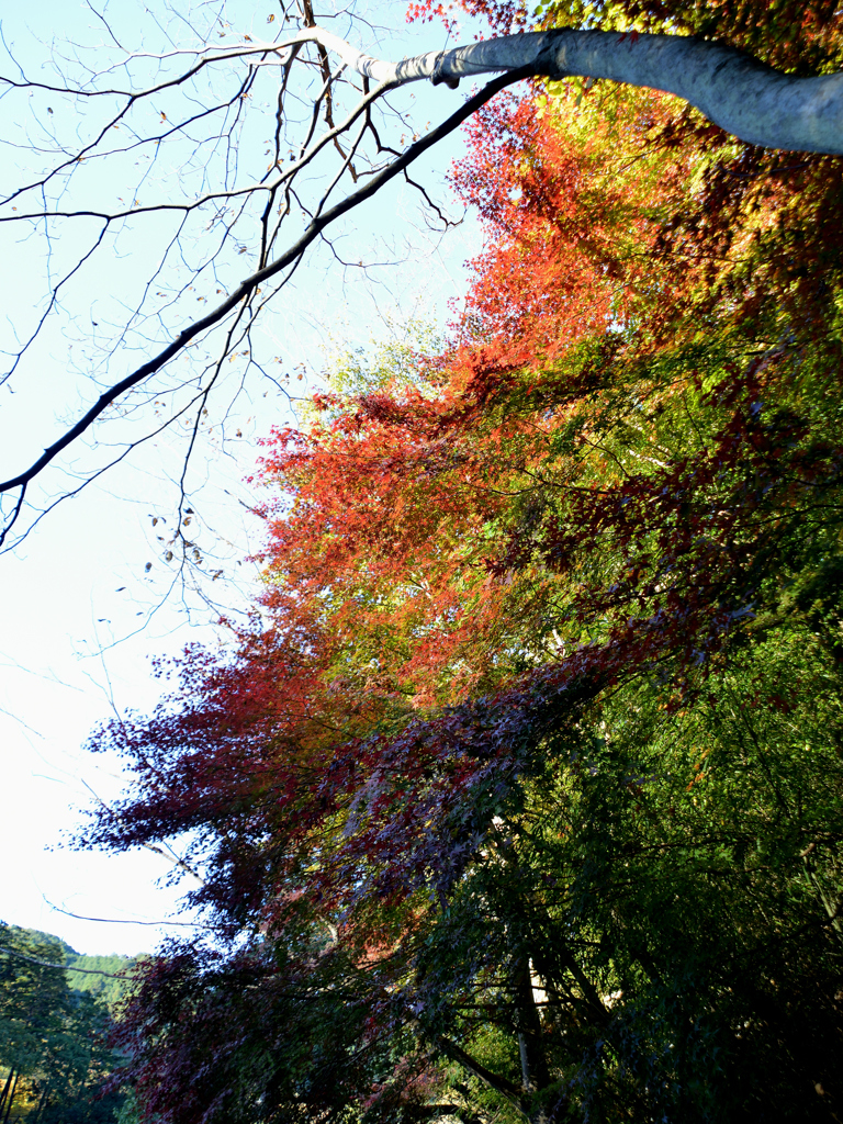 DSC_0076_00005